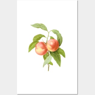 Vintage Botanical Print, Peaches by Redoute Posters and Art